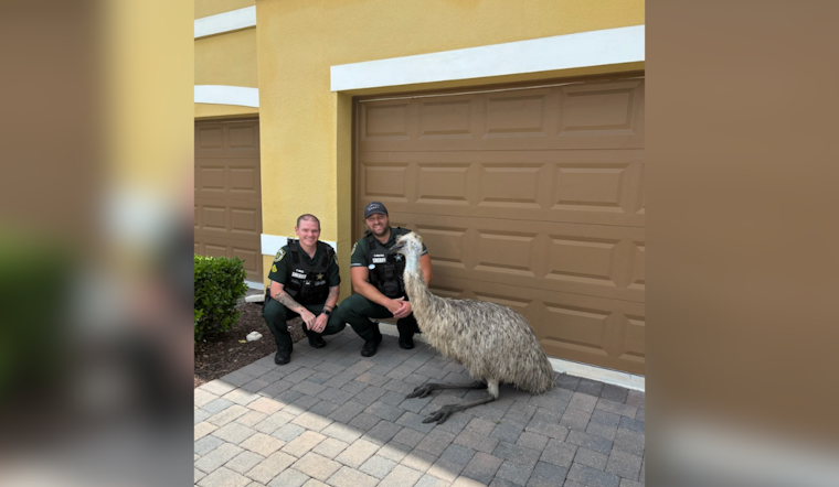 Runaway Emu Recovered by Orange County Deputies in Central Florida Escapade