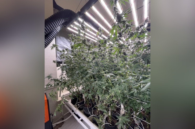 Sacramento Police Crack Down on Illegal Marijuana Grow, Seize 330 Plants and Arrest Two Suspects