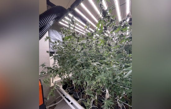 Sacramento Police Crack Down on Illegal Marijuana Grow, Seize 330 Plants and Arrest Two Suspects
