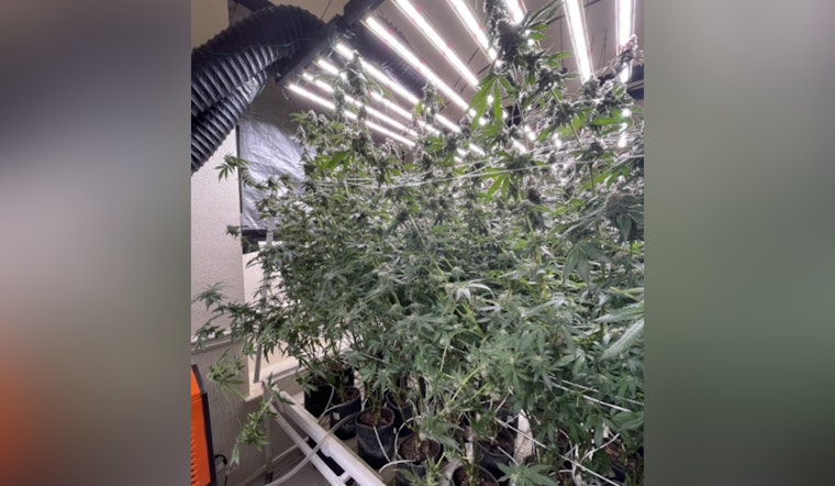 Sacramento Police Crack Down on Illegal Marijuana Grow, Seize 330 Plants and Arrest Two Suspects