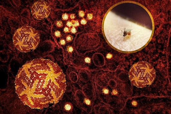 Salt Lake County Health Department Warns of West Nile Virus Risk in Downtown Salt Lake City and Sugar House