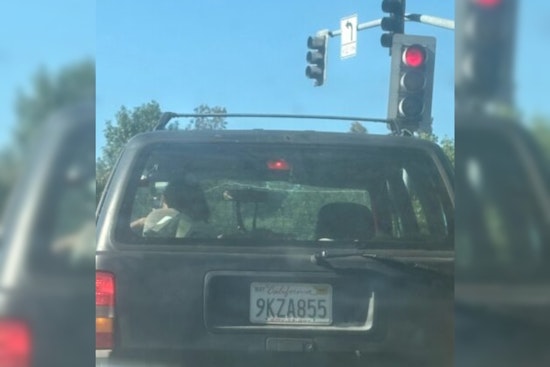 San Diego County Animal Services Seeks Help to Find Suspect in Spring Valley Doberman Cruelty Case