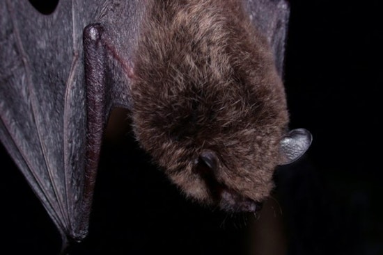 San Diego County Health Officials Seek Public's Help Following Rabid Bat Discovery in Oceanside