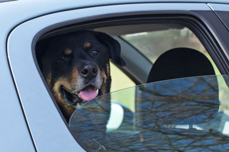 San Diego County Issues Heat Advisory for Pet Owners Amid Soaring Temperatures