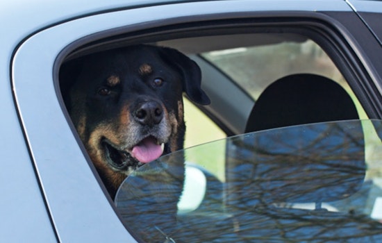 San Diego County Issues Heat Advisory for Pet Owners Amid Soaring Temperatures