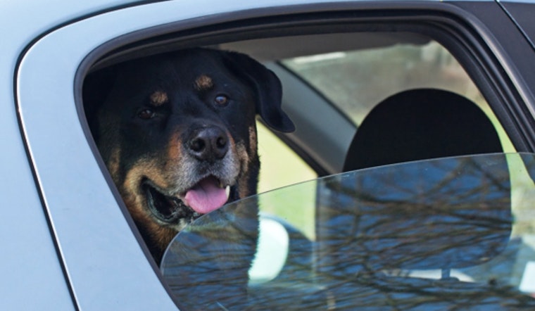 San Diego County Issues Heat Advisory for Pet Owners Amid Soaring Temperatures