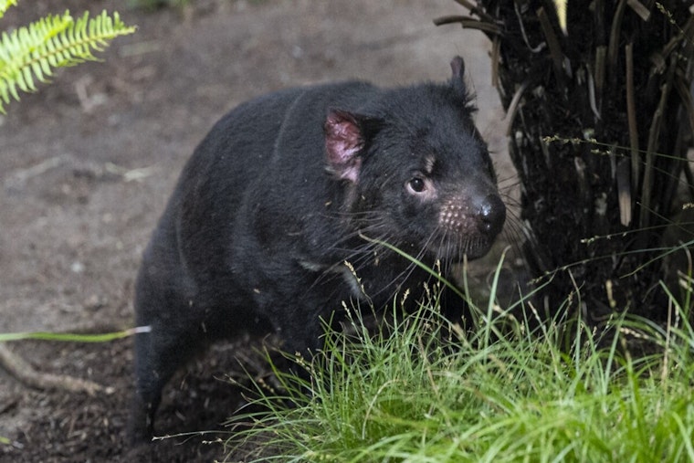 San Diego Zoo Welcomes Endangered Tasmanian Devil Brothers Amid Conservation Efforts