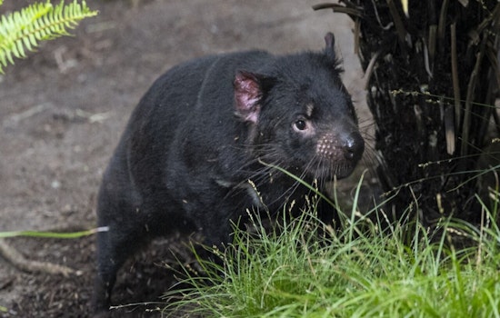 San Diego Zoo Welcomes Endangered Tasmanian Devil Brothers Amid Conservation Efforts