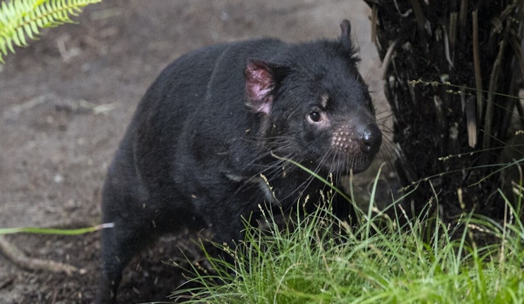 San Diego Zoo Welcomes Endangered Tasmanian Devil Brothers Amid Conservation Efforts