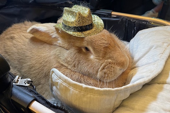 San Francisco Mourns the Passing of Alex the Great, the Beloved Therapy Bunny