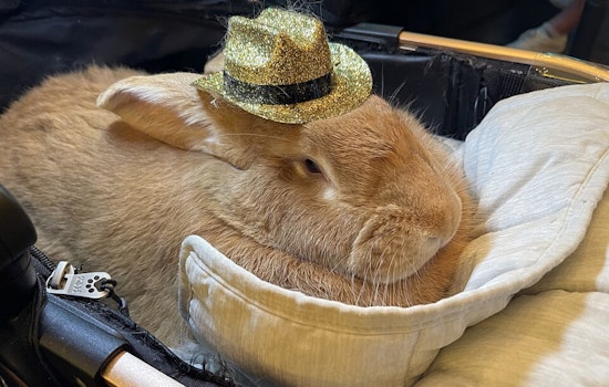 San Francisco Mourns the Passing of Alex the Great, the Beloved Therapy Bunny