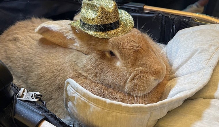 San Francisco Mourns the Passing of Alex the Great, the Beloved Therapy Bunny