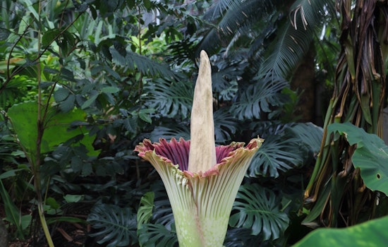 Corpse Flower Set to Assault Nostrils Again at the Conservatory of Flowers After Two-Year Wait