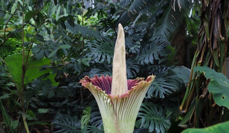San Francisco's Corpse Flower "Chanel" Unleashes Peak Stench at Conservatory of Flowers
