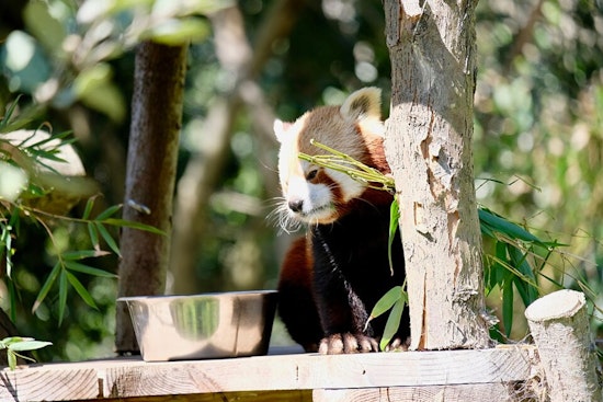 Beloved Red Panda Tenzing Dies at San Francisco Zoo Amid Safety Concerns