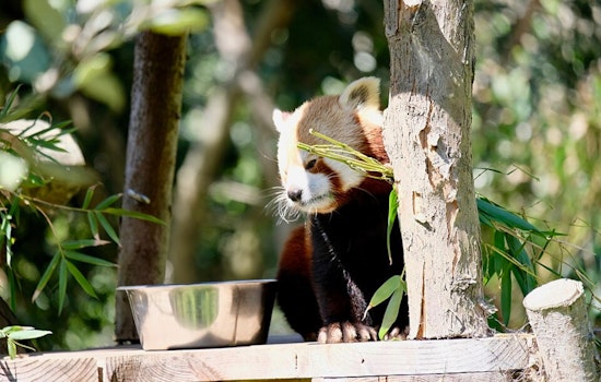 Beloved Red Panda Tenzing Dies at San Francisco Zoo Amid Safety Concerns