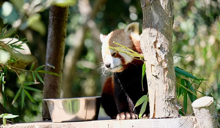 Beloved Red Panda Tenzing Dies at San Francisco Zoo Amid Safety Concerns