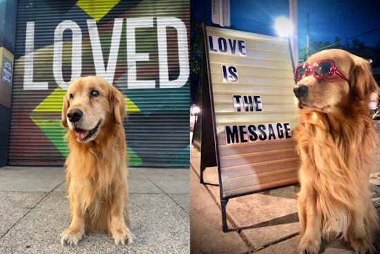 San Francisco's Cherished Therapy Dog Brixton Battles Cancer Following Misdiagnosis; Community Rallies Support with Fundraiser