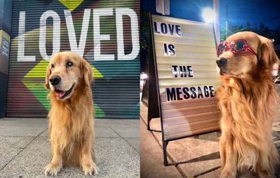San Francisco's Cherished Therapy Dog Brixton Battles Cancer Following Misdiagnosis; Community Rallies Support with Fundraiser