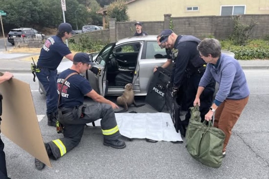 San Rafael Community and Rescuers Team Up to Save Wayward Sea Lion 'Pointer' from City Streets