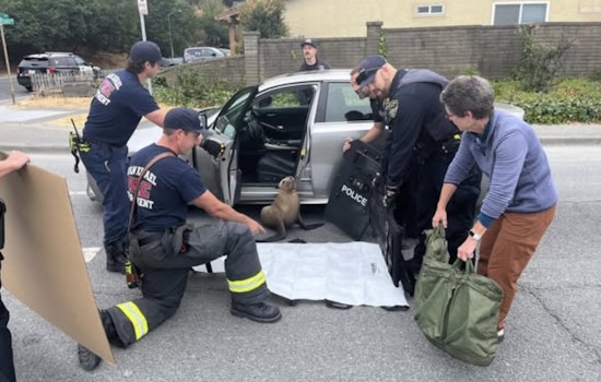 San Rafael Community and Rescuers Team Up to Save Wayward Sea Lion 'Pointer' from City Streets