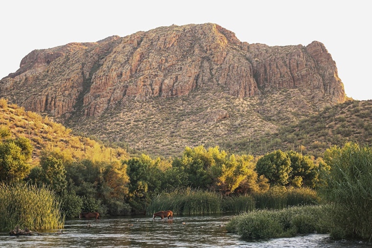 Scottsdale Mayor Proposes Relocation of Salt River Horses to Local Preserve Amid Herd Size Debate
