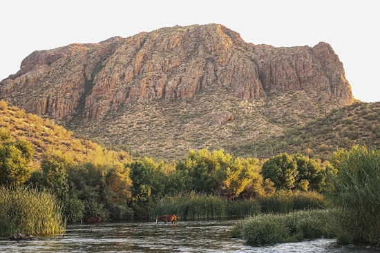 Scottsdale Mayor Proposes Relocation of Salt River Horses to Local Preserve Amid Herd Size Debate