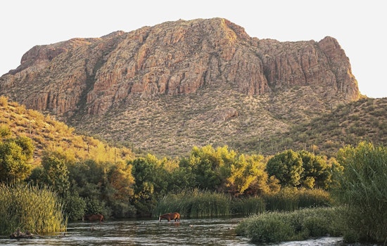 Scottsdale Mayor Proposes Relocation of Salt River Horses to Local Preserve Amid Herd Size Debate