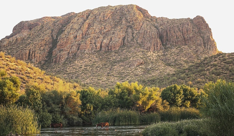 Scottsdale Mayor Proposes Relocation of Salt River Horses to Local Preserve Amid Herd Size Debate