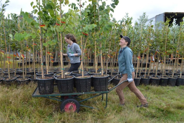 Seattle's Mayor Harrell and SPU Enhance Trees for Neighborhoods Program for a Greener City