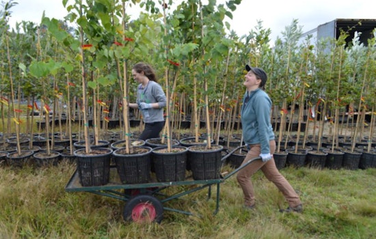 Seattle's Mayor Harrell and SPU Enhance Trees for Neighborhoods Program for a Greener City