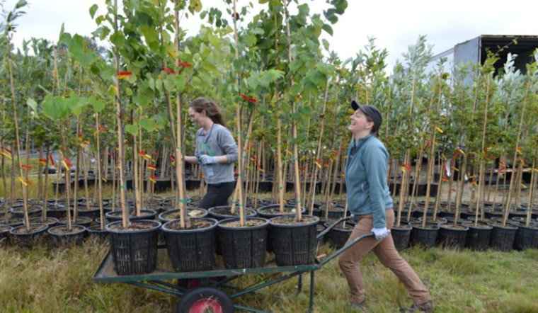 Seattle's Mayor Harrell and SPU Enhance Trees for Neighborhoods Program for a Greener City