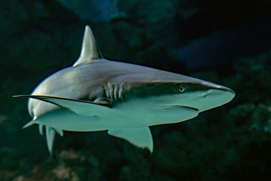 Shark Sightings Lead to Holiday Beach Closures in Rockaway, New York, No Injuries Reported