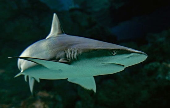 Shark Sightings Lead to Holiday Beach Closures in Rockaway, New York, No Injuries Reported