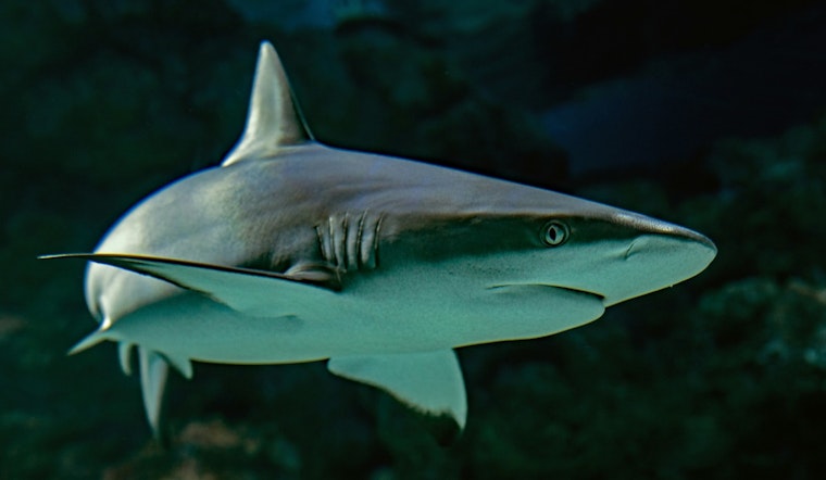 Shark Sightings Lead to Holiday Beach Closures in Rockaway, New York, No Injuries Reported