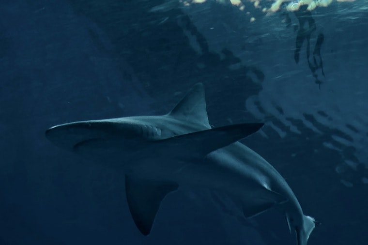 Shark Sightings Prompt Temporary Closure of Rockaway Beach in Queens on Fourth of July