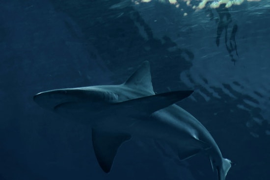 Shark Sightings Prompt Temporary Closure of Rockaway Beach in Queens on Fourth of July