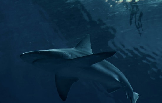 Shark Sightings Prompt Temporary Closure of Rockaway Beach in Queens on Fourth of July