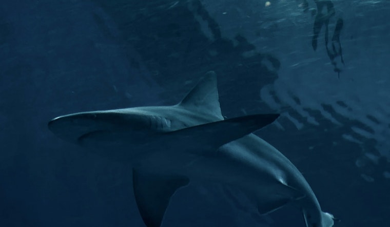 Shark Sightings Prompt Temporary Closure of Rockaway Beach in Queens on Fourth of July