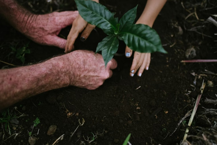 Shoreline's Communi-trees Program Offers Free Trees to Residents, Schools, and Businesses