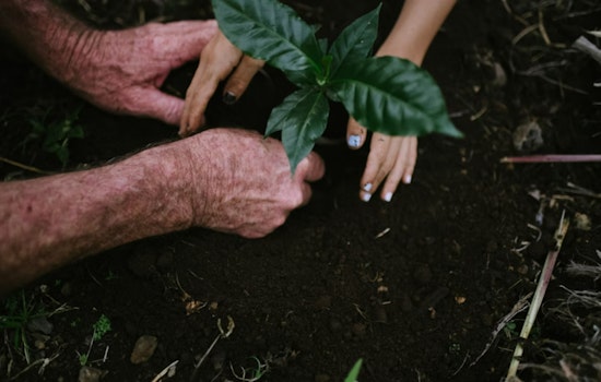 Shoreline's Communi-trees Program Offers Free Trees to Residents, Schools, and Businesses