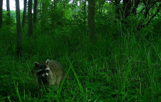 Snapshot Wisconsin Project Connects Public with Local Wildlife Through Trail Camera Network