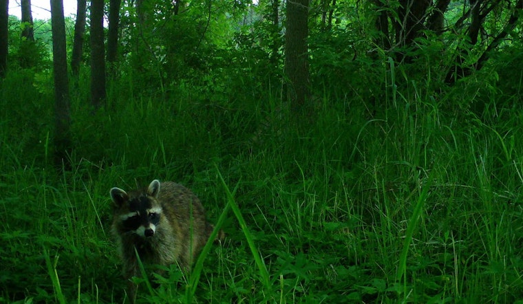 Snapshot Wisconsin Project Connects Public with Local Wildlife Through Trail Camera Network