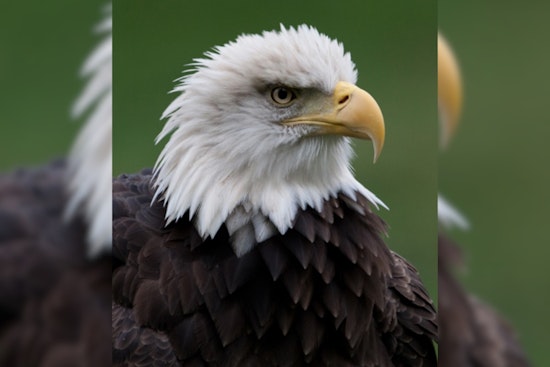 Soaring Success: Ohio's Skies Alive with Record 964 Bald Eagle Nests, 87 Counties Celebrate Conservation Triumph
