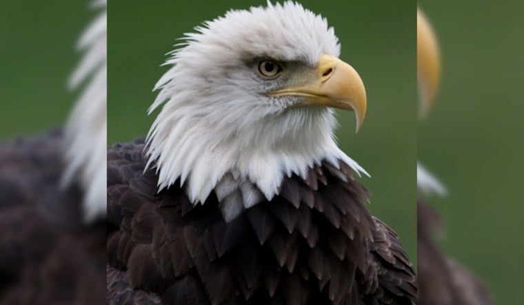 Soaring Success: Ohio's Skies Alive with Record 964 Bald Eagle Nests, 87 Counties Celebrate Conservation Triumph
