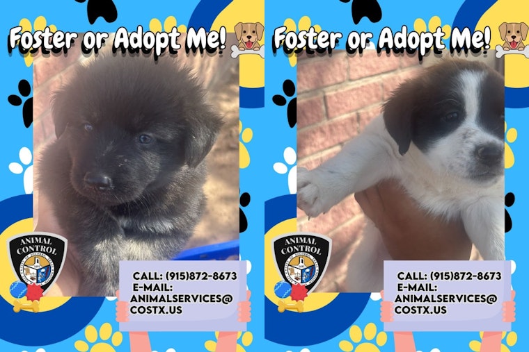 Socorro, Texas Calls for Animal Lovers to Adopt Rescued Mother Dog and Her Puppies