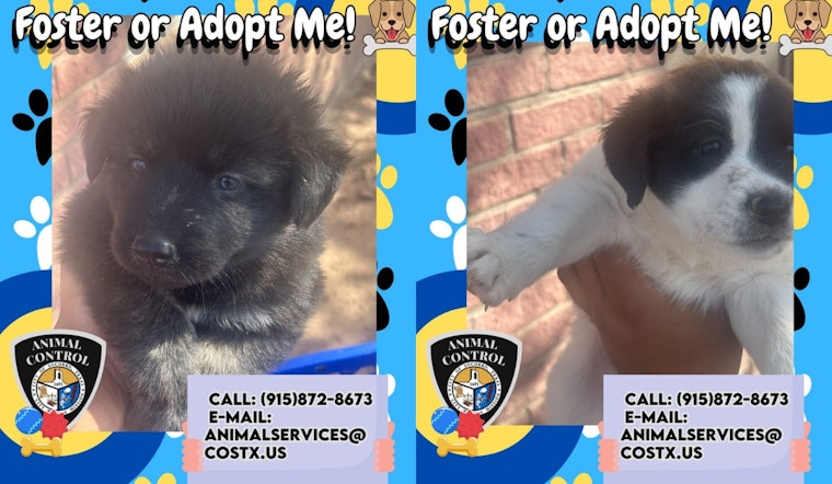 Socorro, Texas Calls for Animal Lovers to Adopt Rescued Mother Dog and Her Puppies