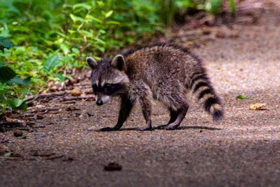 Somerville Woman Recovering After Vicious Raccoon Attack in Chester Street Community Yard