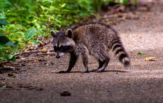 Somerville Woman Recovering After Vicious Raccoon Attack in Chester Street Community Yard