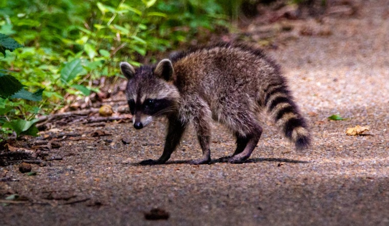 Somerville Woman Recovering After Vicious Raccoon Attack in Chester Street Community Yard